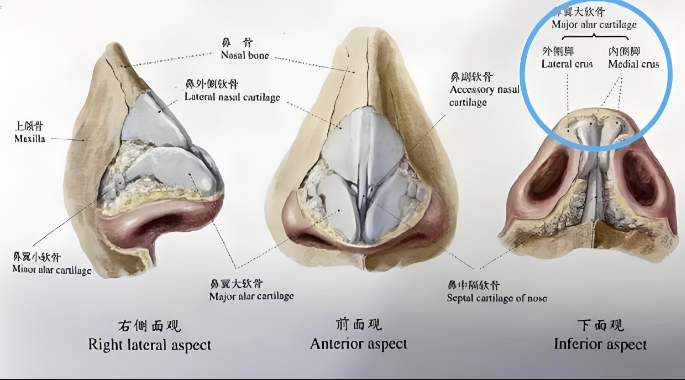 鼻尖整形后恢复周期是多长时间？