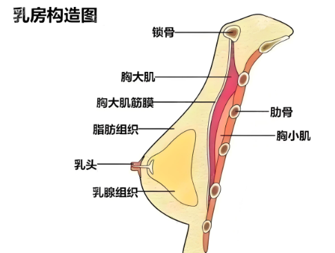 注射丰胸后如何改善乳房填充物影响乳房敏感度问题？