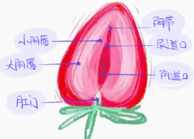 Labiaplasty